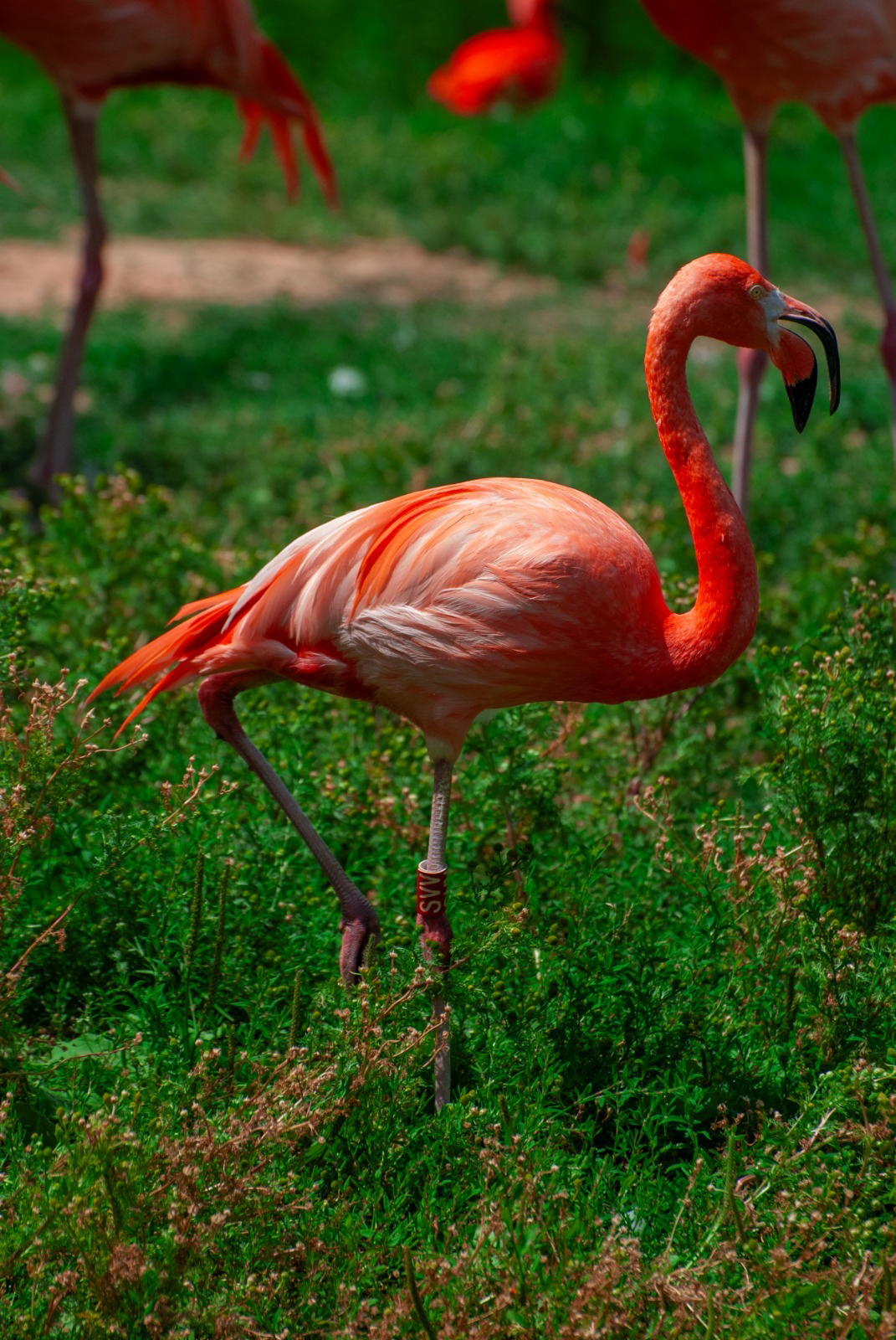 Bright pink Caribbean flamingo standing in long green grass with the rest of the flock behind it