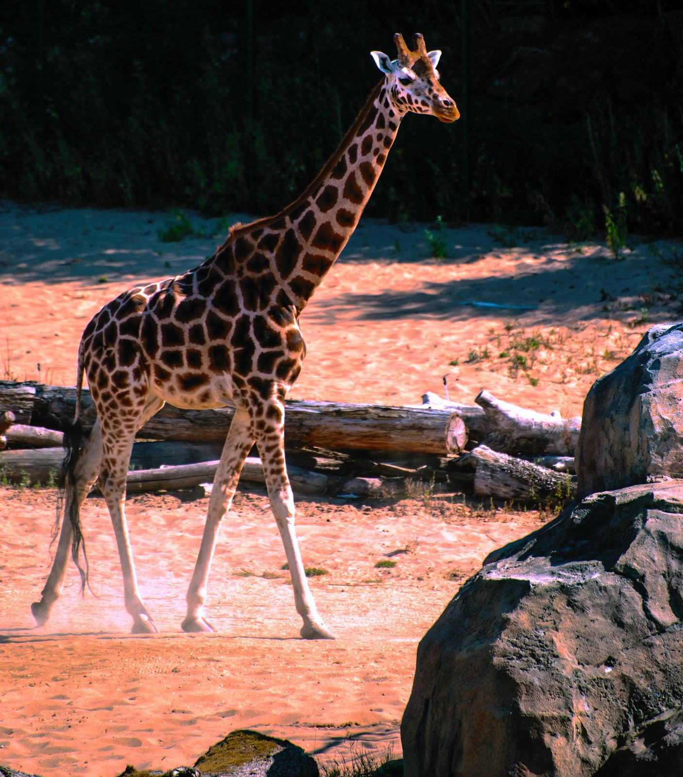 Giraffe walking across warm sunlit sand past fallen logs, photographed side-on in low evening light