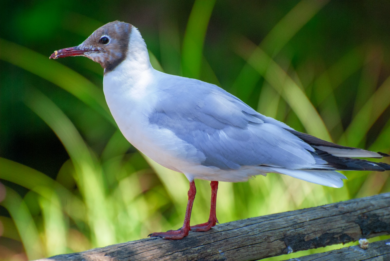 Black-headed gull with red legs and beak perched on a weathered wooden rail against soft green foliage